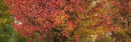 Colours of Autumn - Stanley - VIC (PBH4 00 13484)